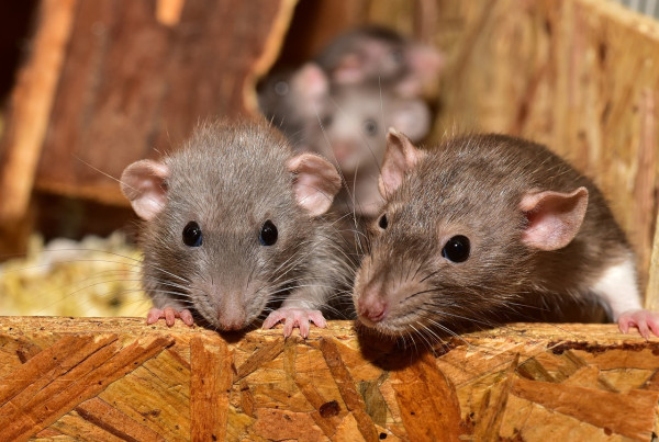 Rat Control & Removal