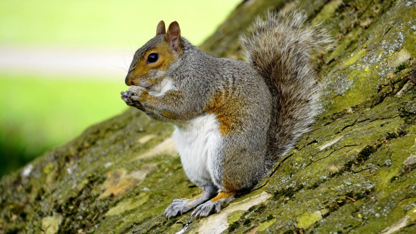 Squirrel Control & Removal