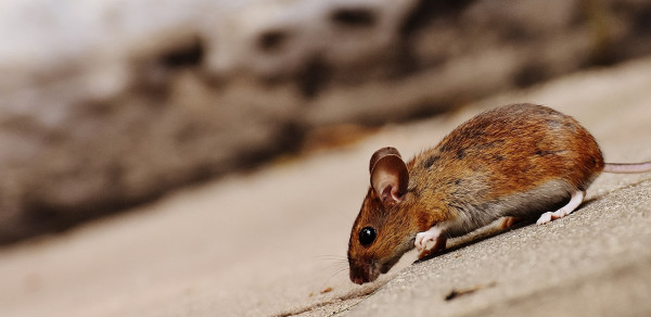 Mouse Control & Removal