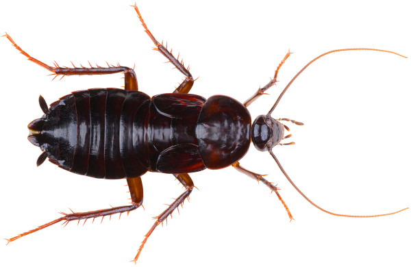 Cockroach Control & Removal