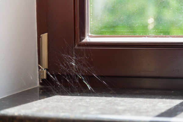 Spider Control & Removal