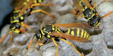 Wasp Control & Removal
