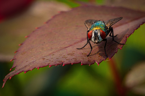 Why Choose A Z Environmental For Fly Problems?