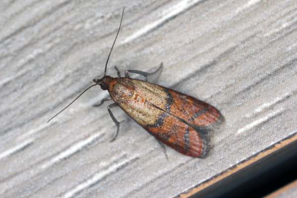 Why Choose A Z Environmental For Moth Problems?
