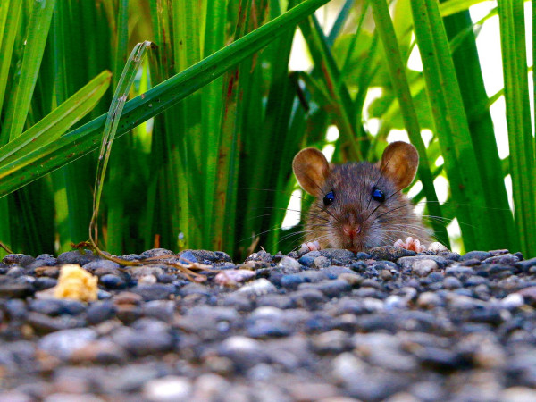 Why Choose A Z Environmental For Rat Problems?