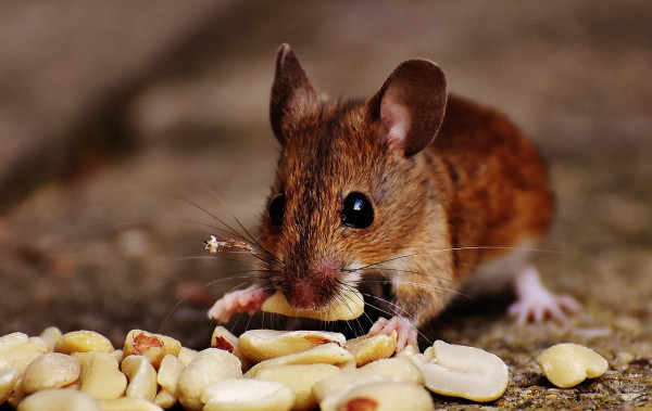 Why Choose A Z Environmental For Mouse Problems?