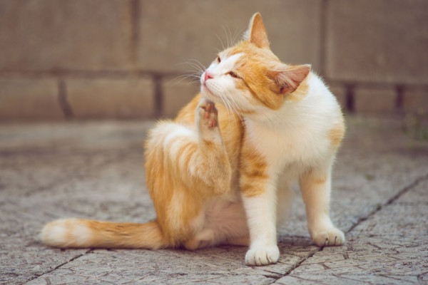 Why Choose A Z Environmental For Flea Problems?