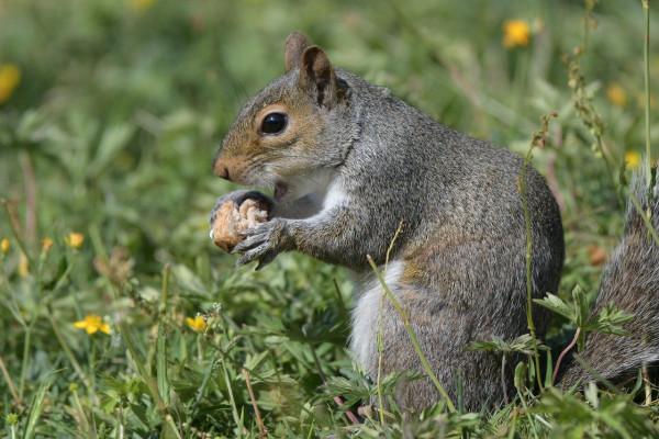 Why Choose A Z Environmental For Squirrel Problems?