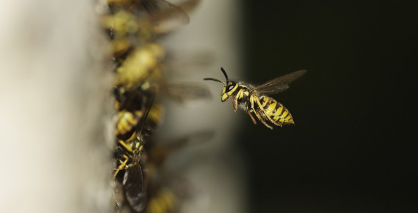 Why Choose A Z Environmental For Wasp Nest Removal in Stockport?