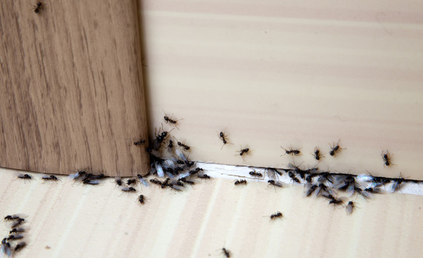 Ant Control &amp; Nest Removal