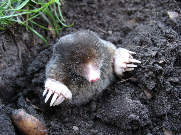 Mole Control &amp; Removal