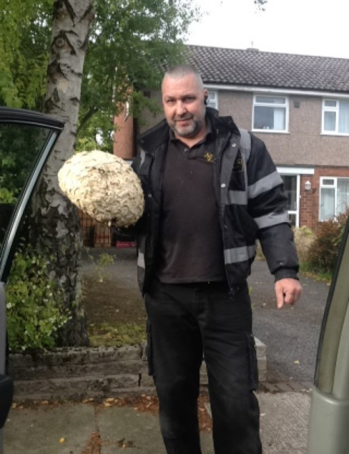 Wasps Nest Treatment in Stockport, Manchester, Cheshire &amp; Tameside